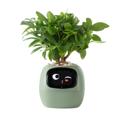 Bloompot - Smart Plant Pot